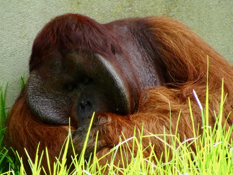 Male Borneo Orangutan