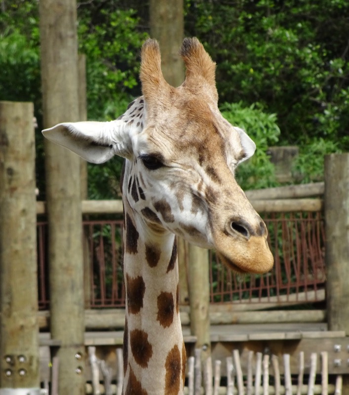 Giraffe
