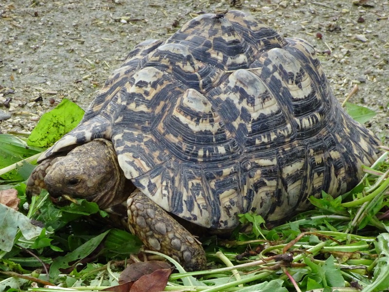 Leopard Tortoise