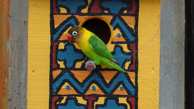 Masked lovebird
