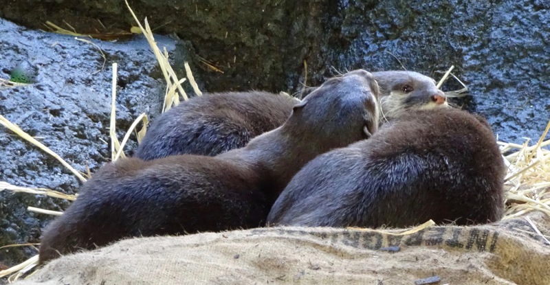 Otters