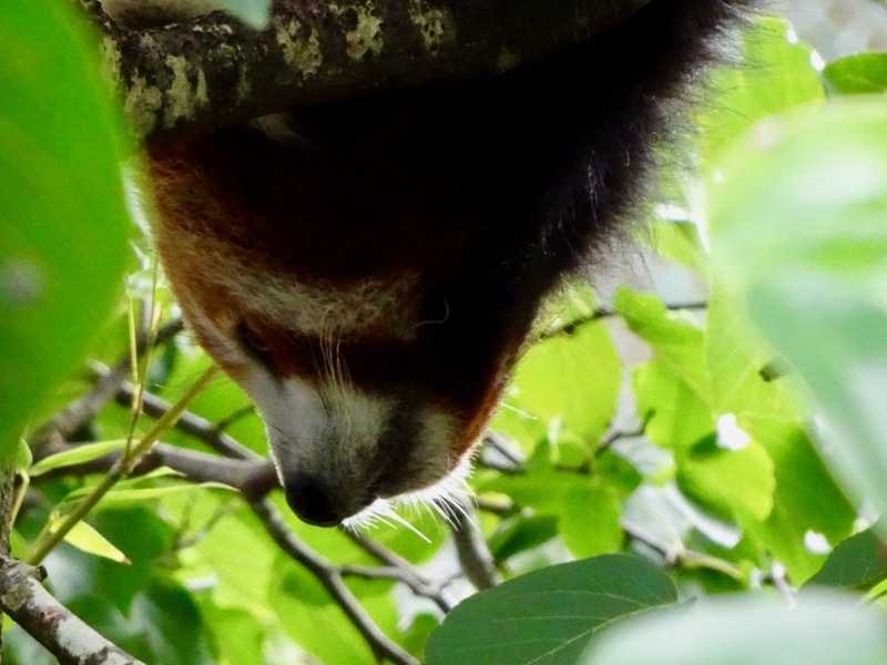 Red Panda