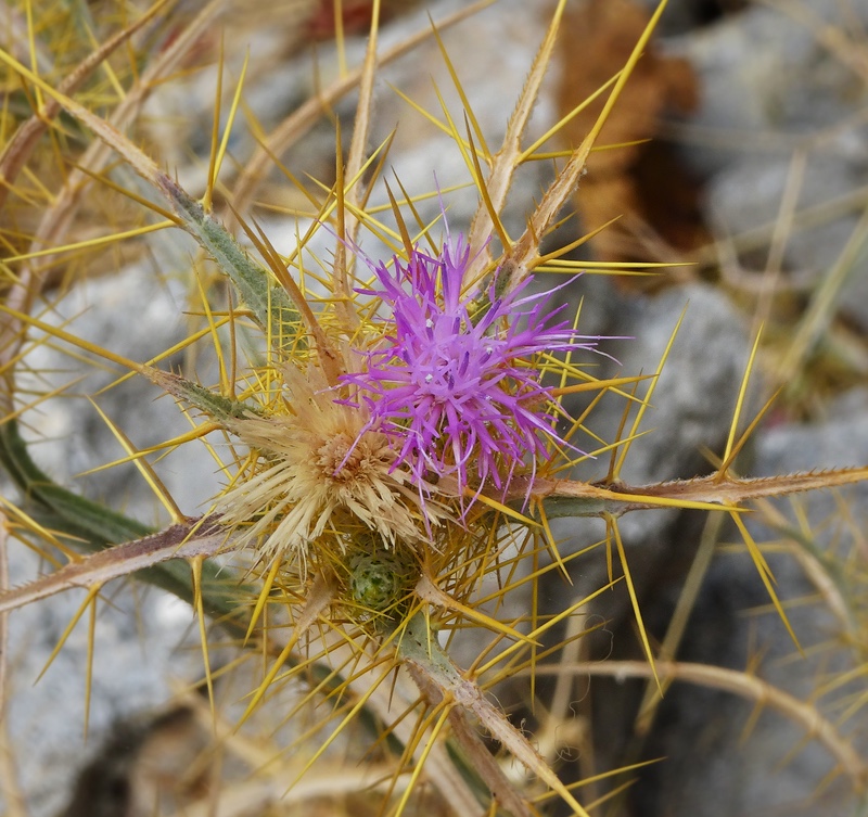 Thistle from the ruins. Pointy!
