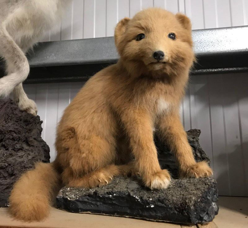 Maybe an Arctic Fox Kit