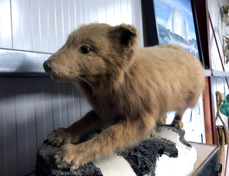 we all need more taxidermy in our lives