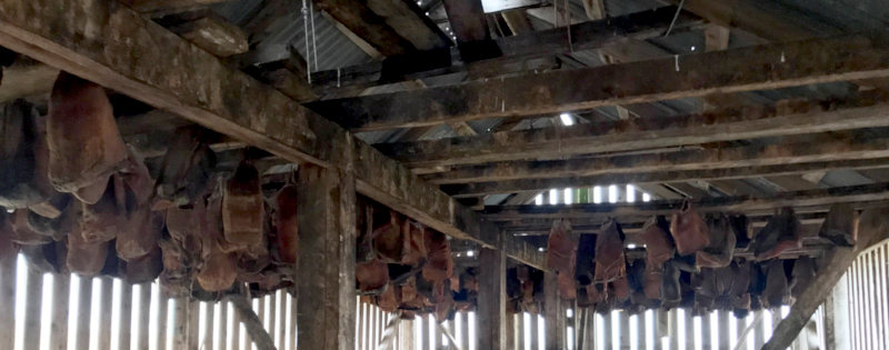 Shark, hanging in the drying shed