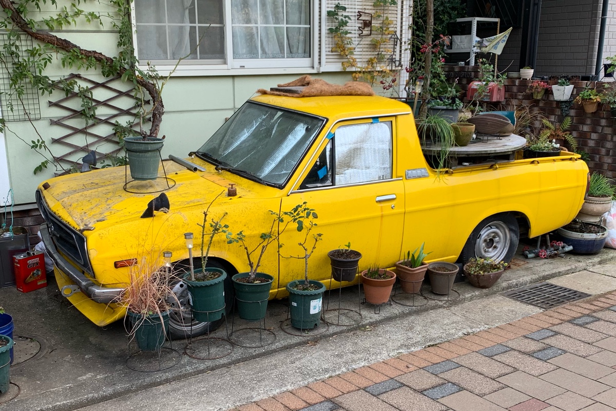 datsun ute