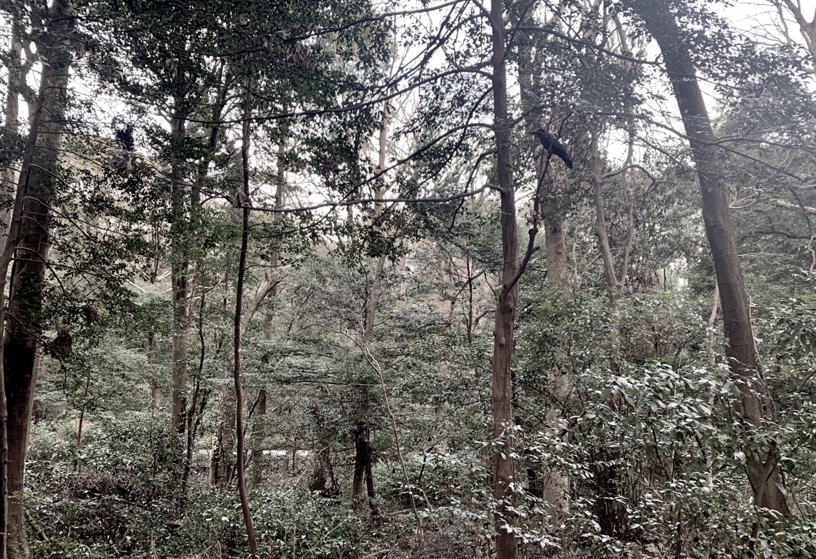Meiji forest, with Raven