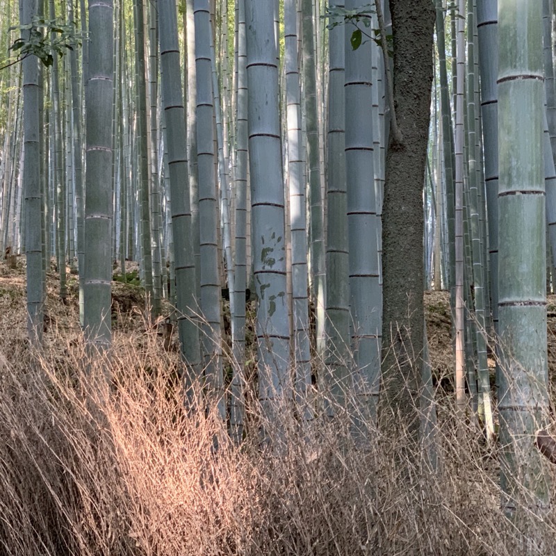 arayashima bamboo wall