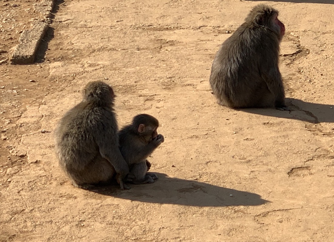 macaque hugs