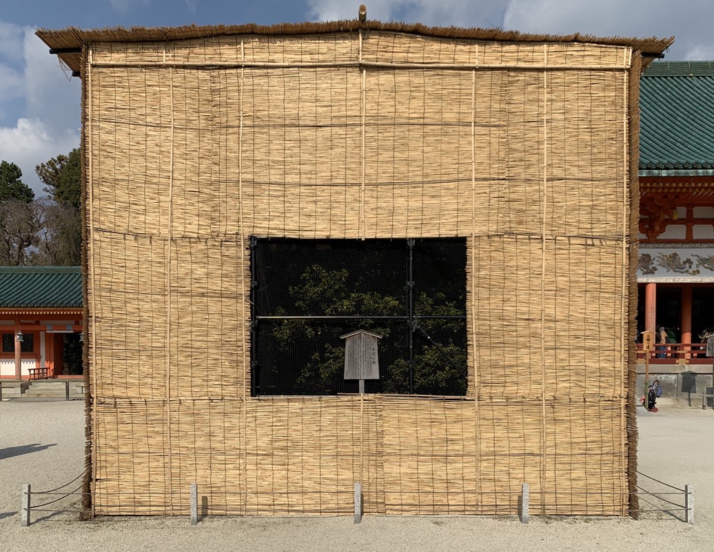 heian shrine tree in a box