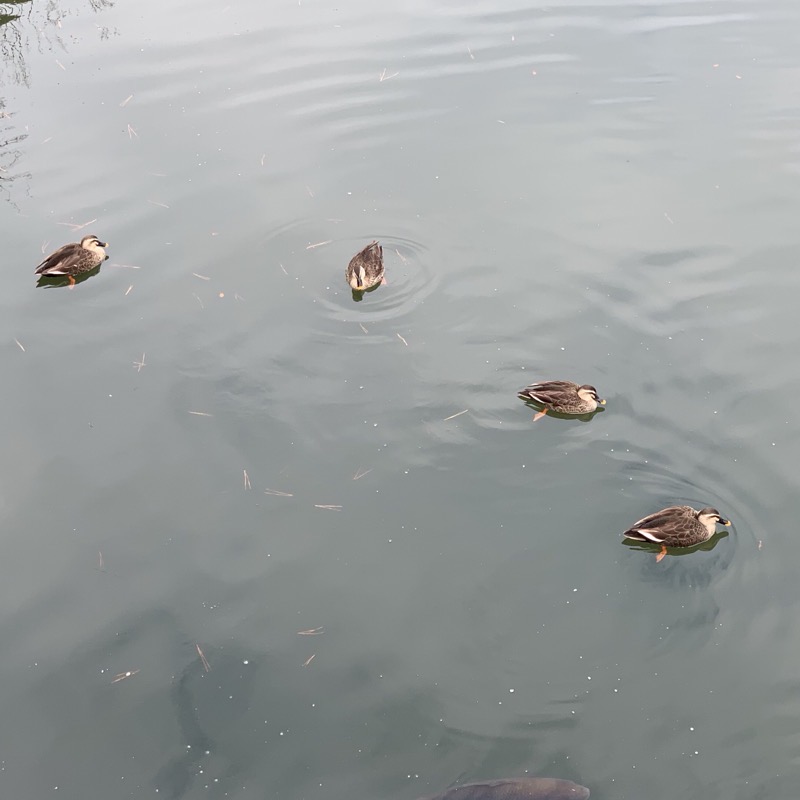 nijo bridge ducks
