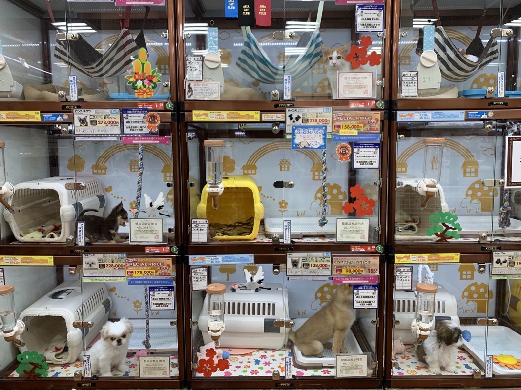 pet store boxes