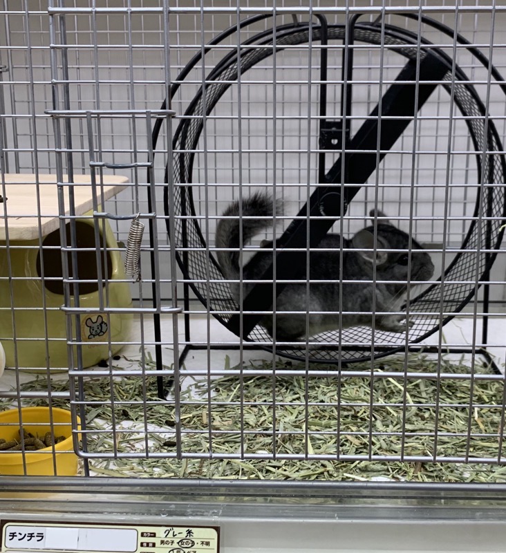 pet store chinchilla