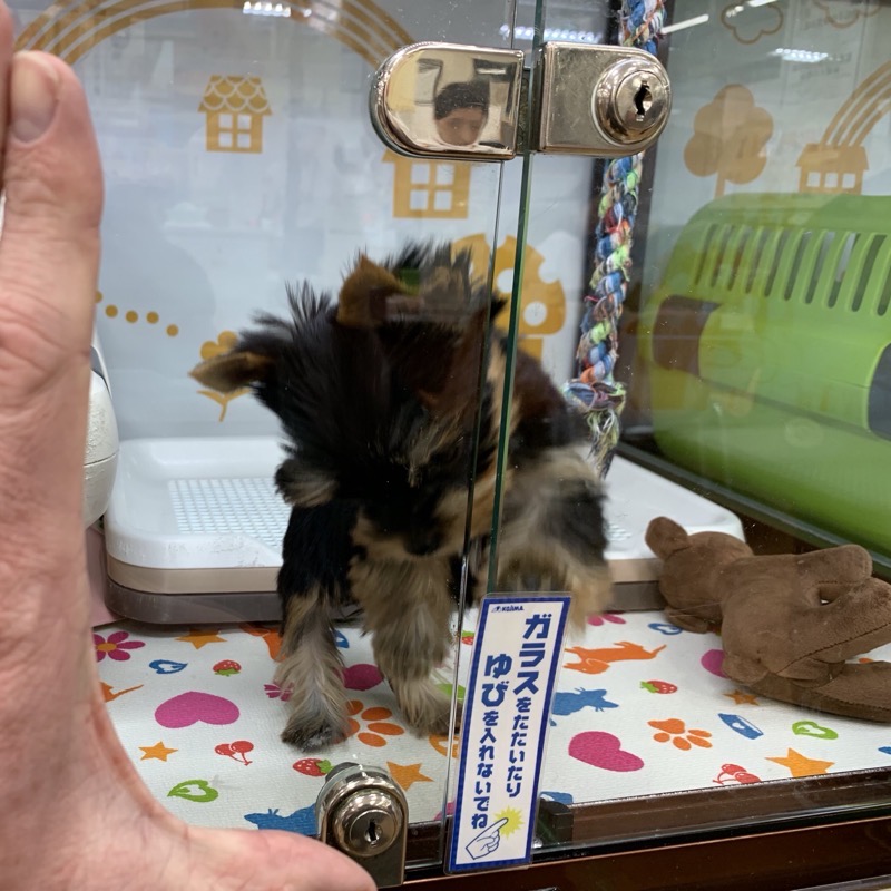 pet store teacup yorkie