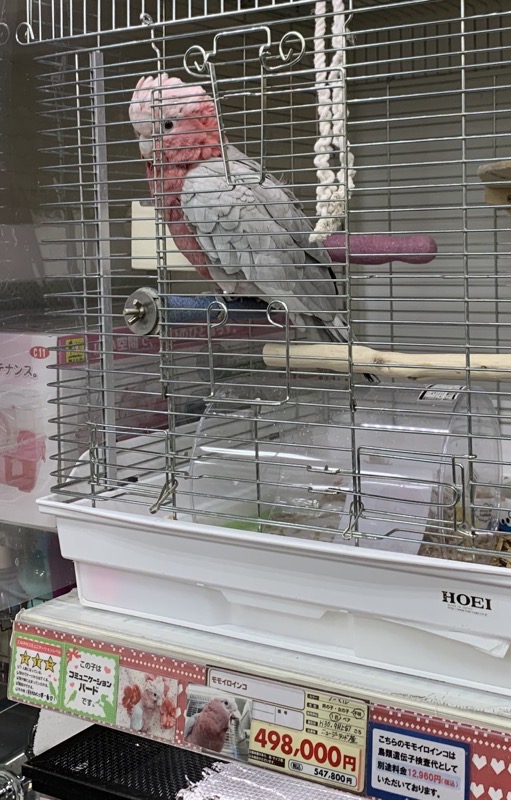seven thousand dollar galah