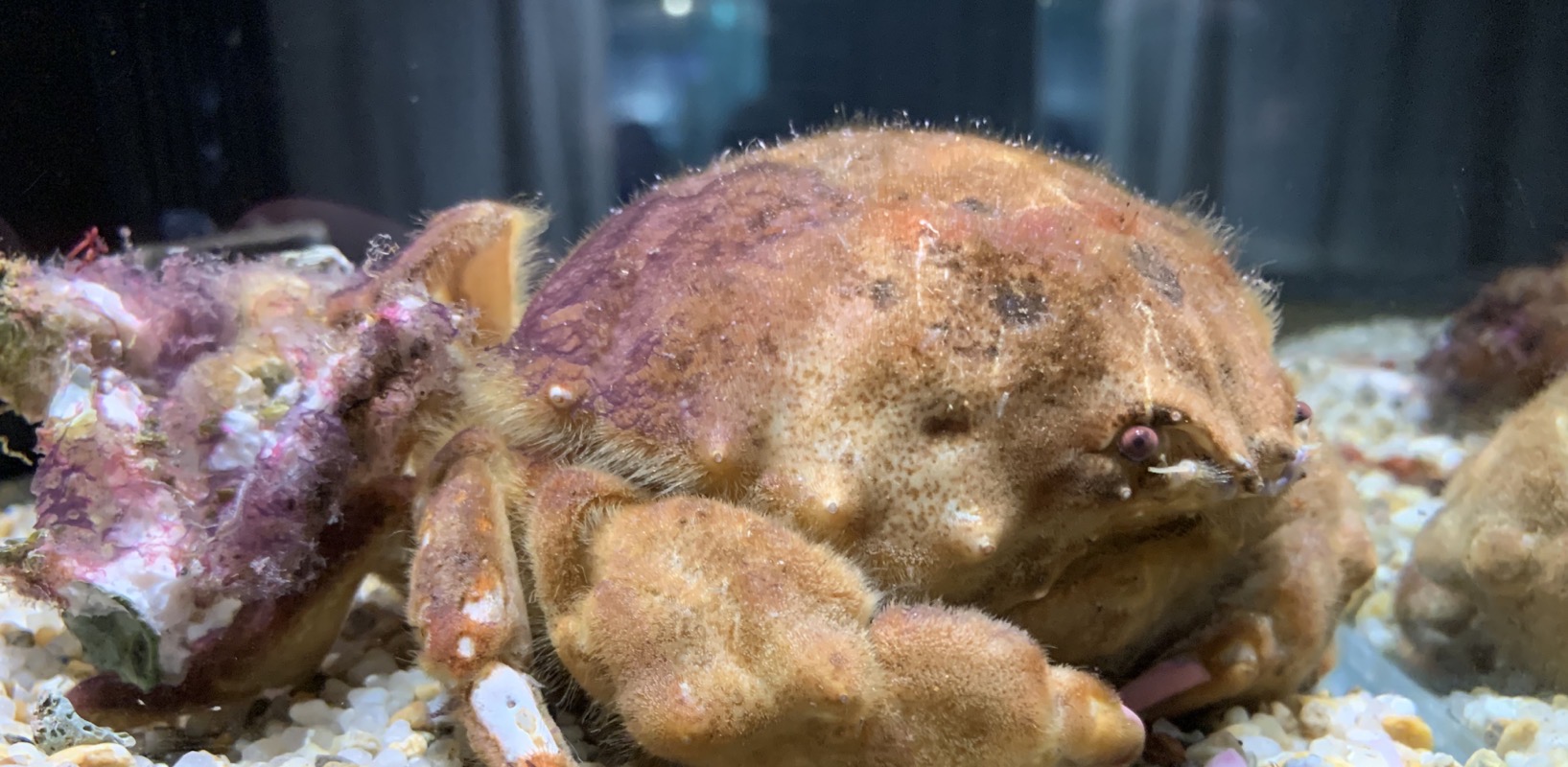 aquarium fuzzy crab