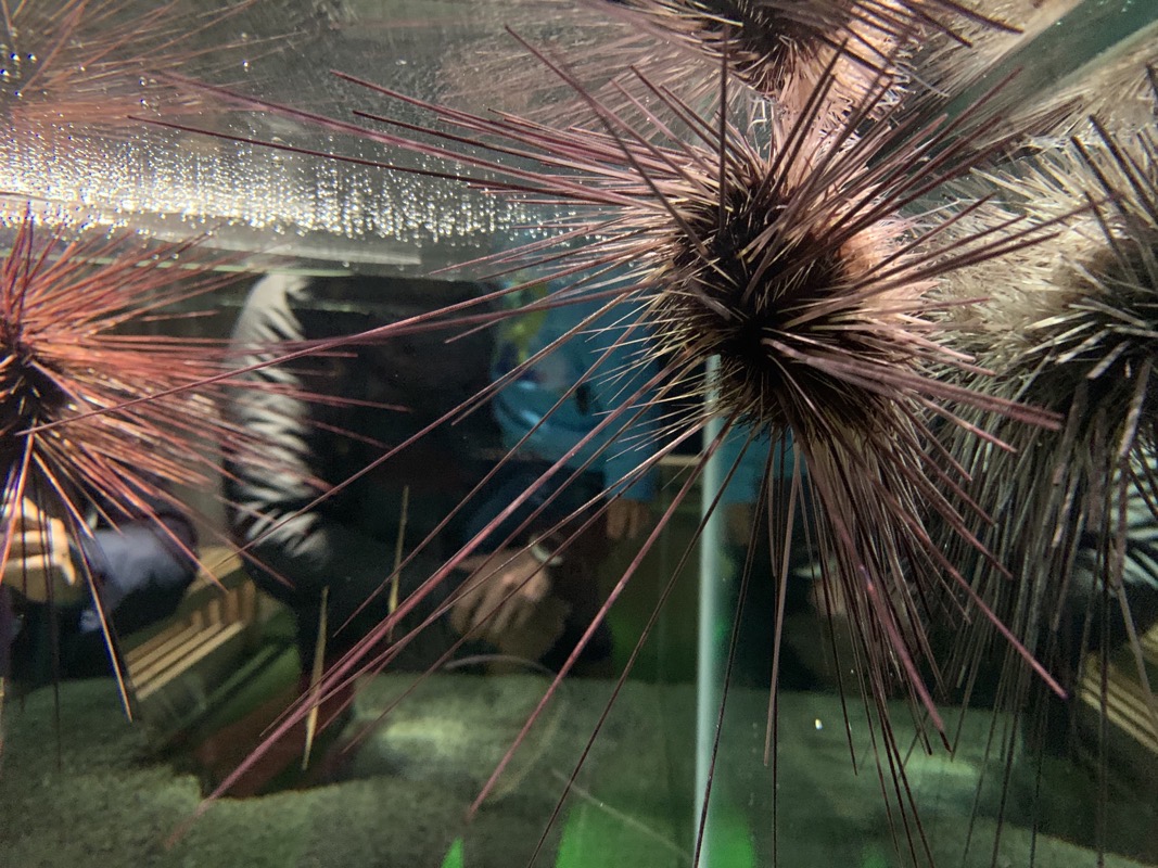 aquarium hermit crab