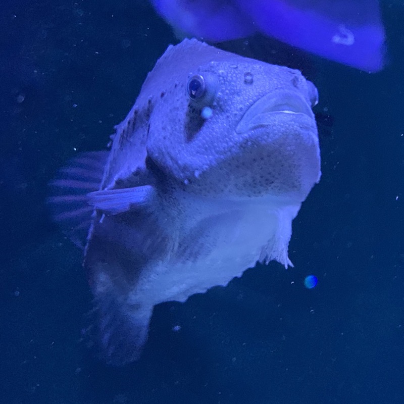 osaka aquarium arctic pointy fish