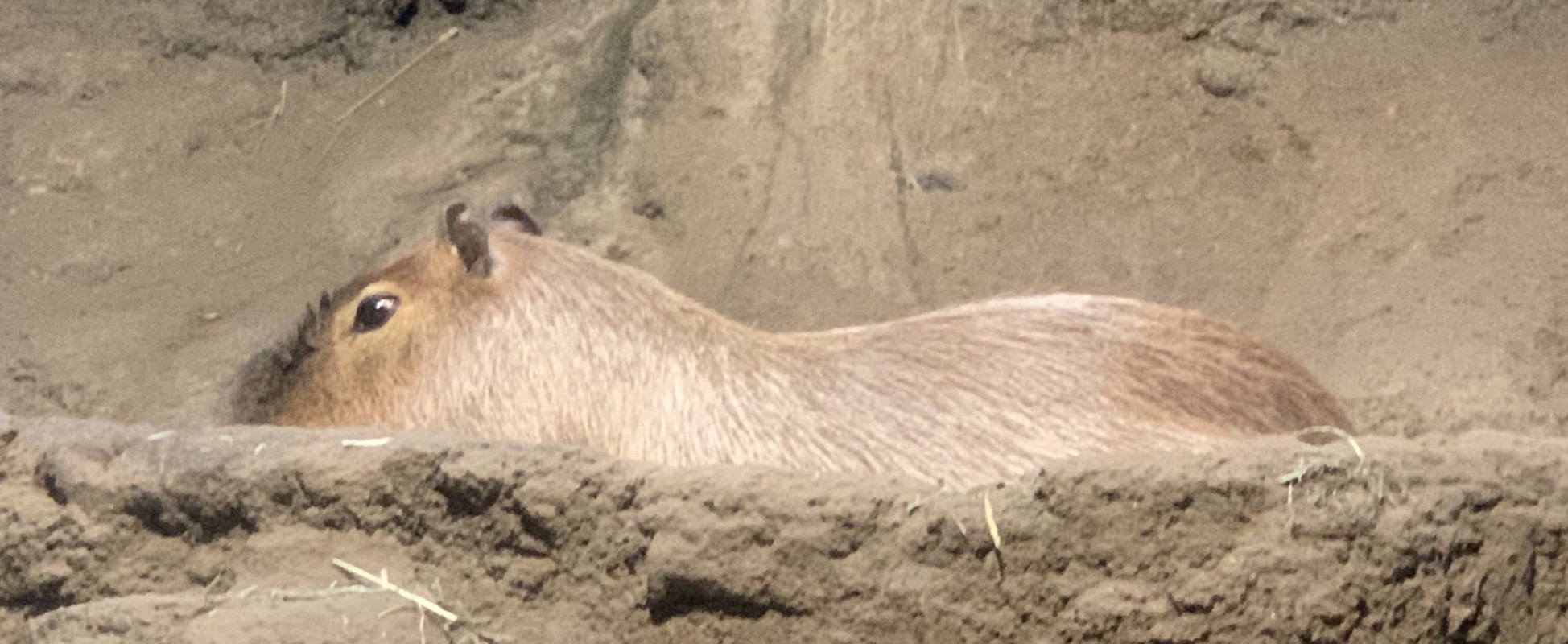 osaka aquarium capybara