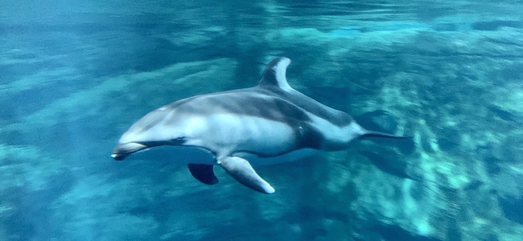 osaka aquarium dolphin