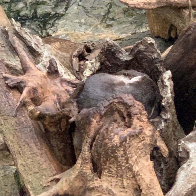 osaka aquarium otters