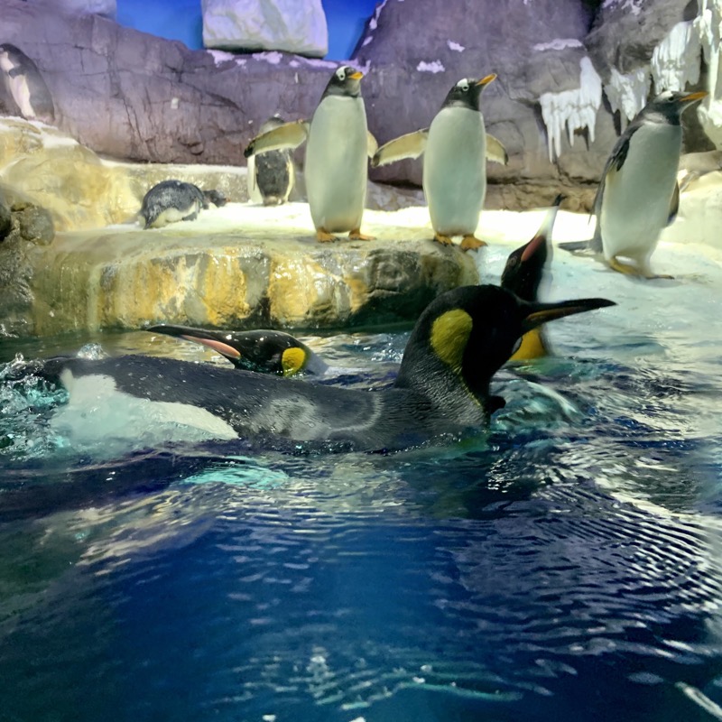 osaka aquarium penguins 2