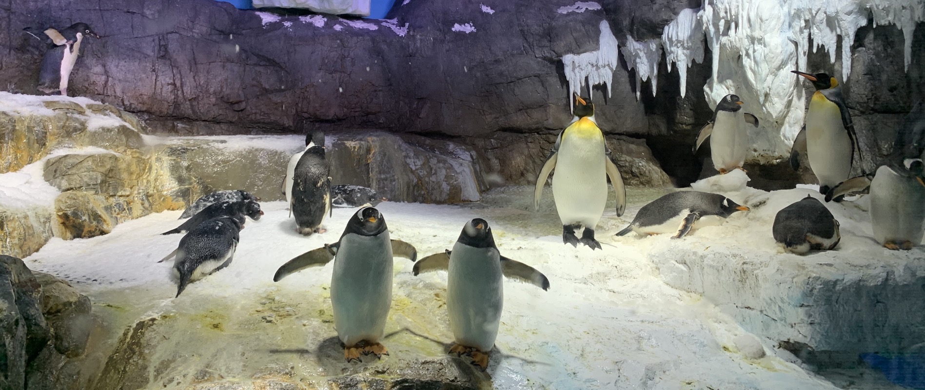 osaka aquarium penguins