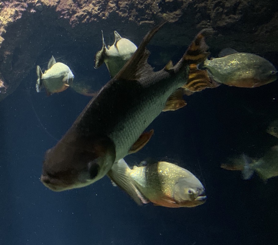 osaka aquarium piranha 2