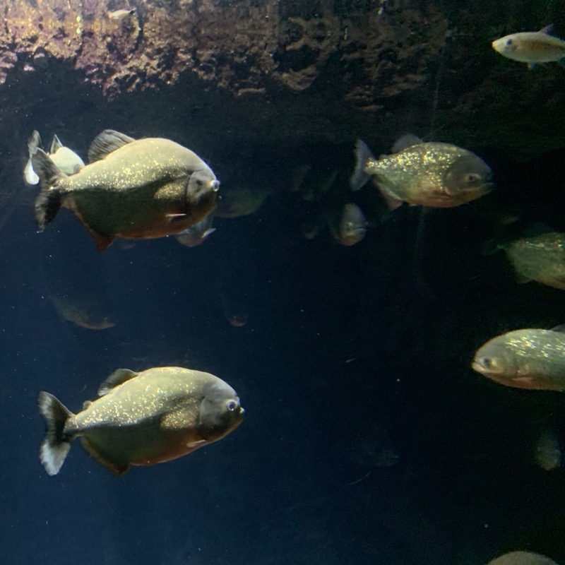 osaka aquarium piranha