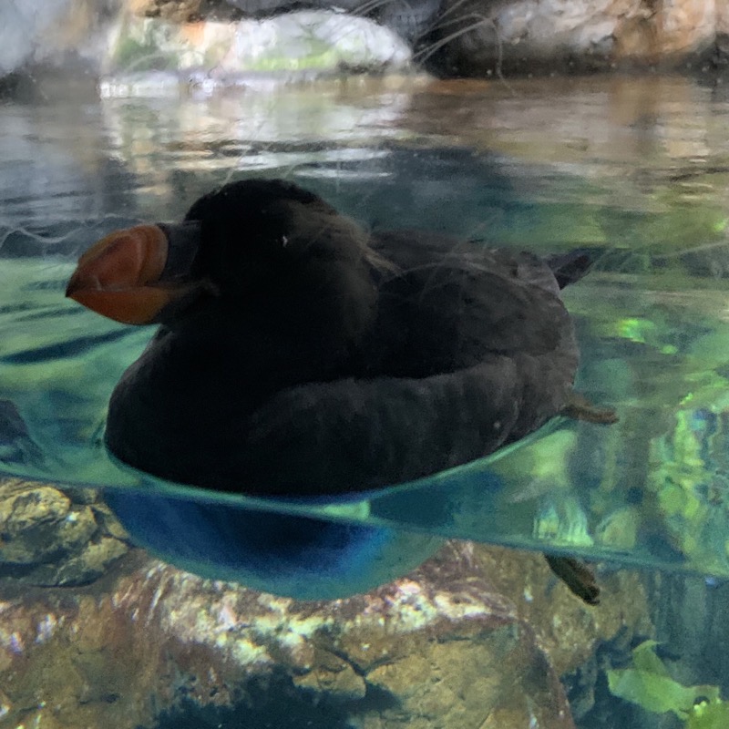 osaka aquarium puffin