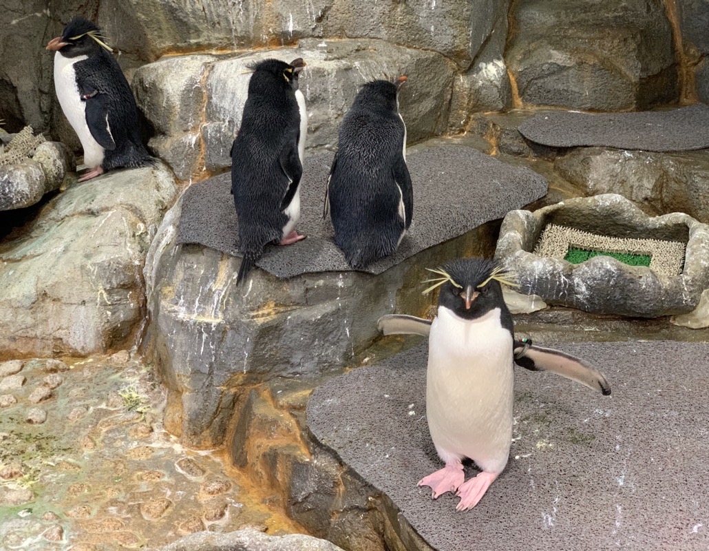 osaka aquarium rockhopper penguins