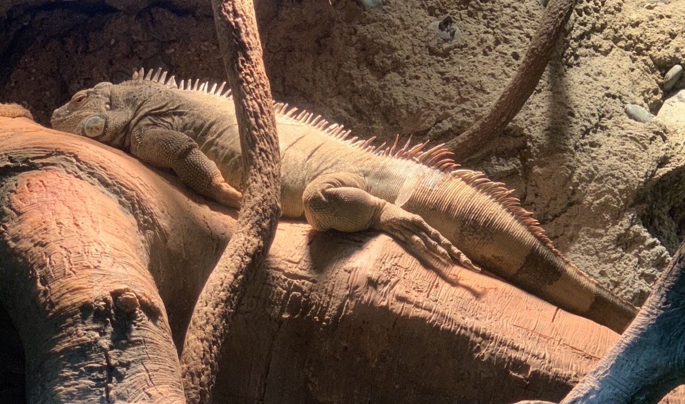 osaka aquarium sleepy reptile boi