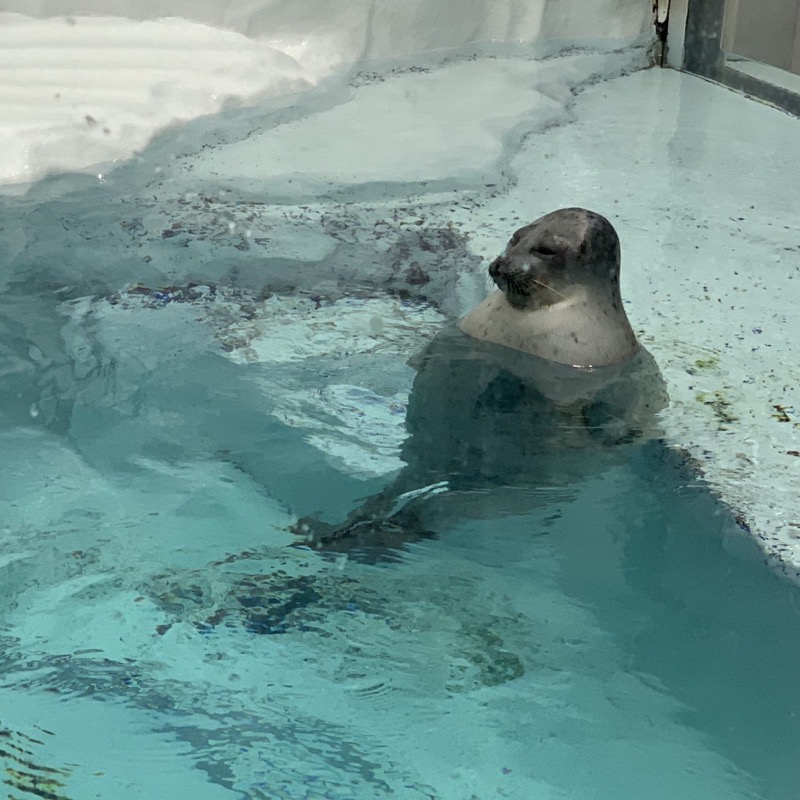 osaka aquarium sleepy seal 2