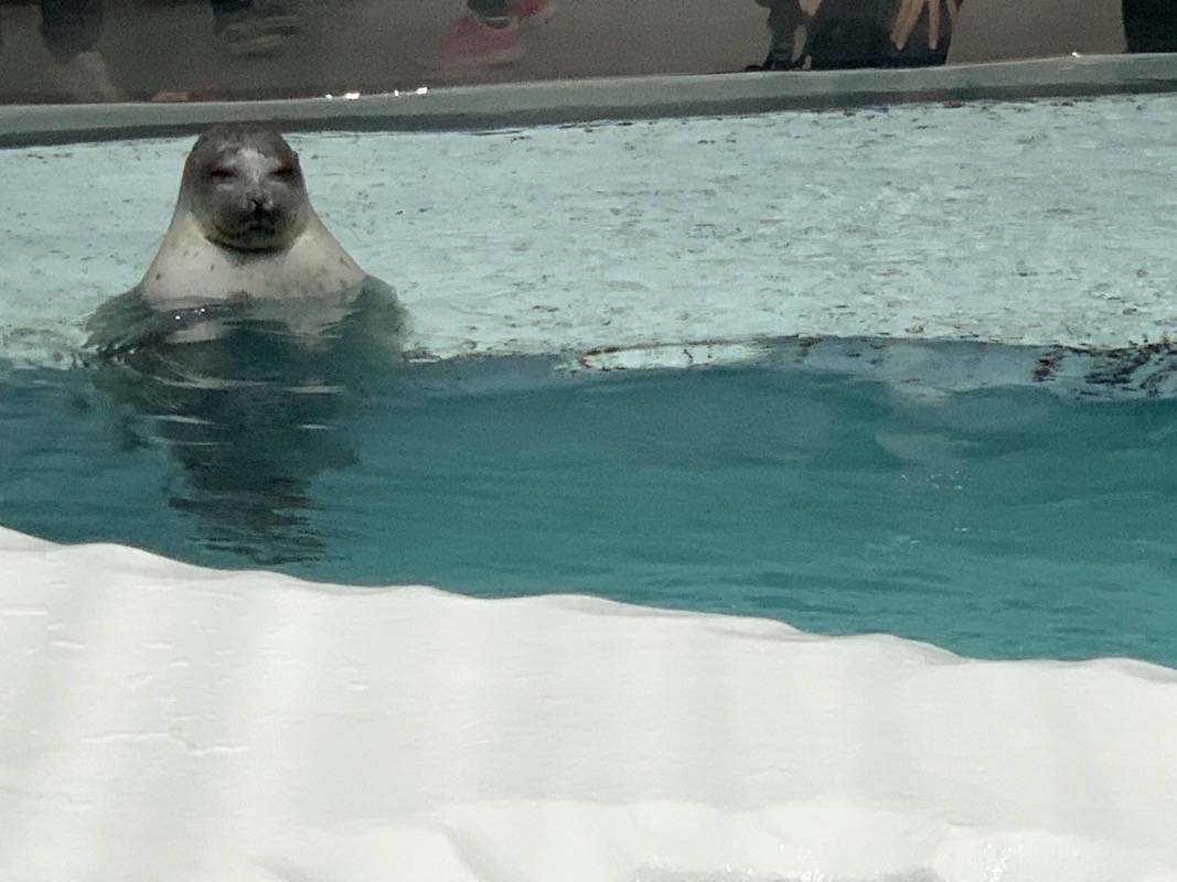 osaka aquarium sleepy seal