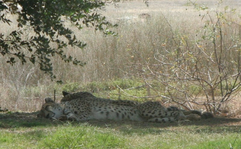 Cheetas - The best view I got of them was when I got home and could zoom in to the photo.