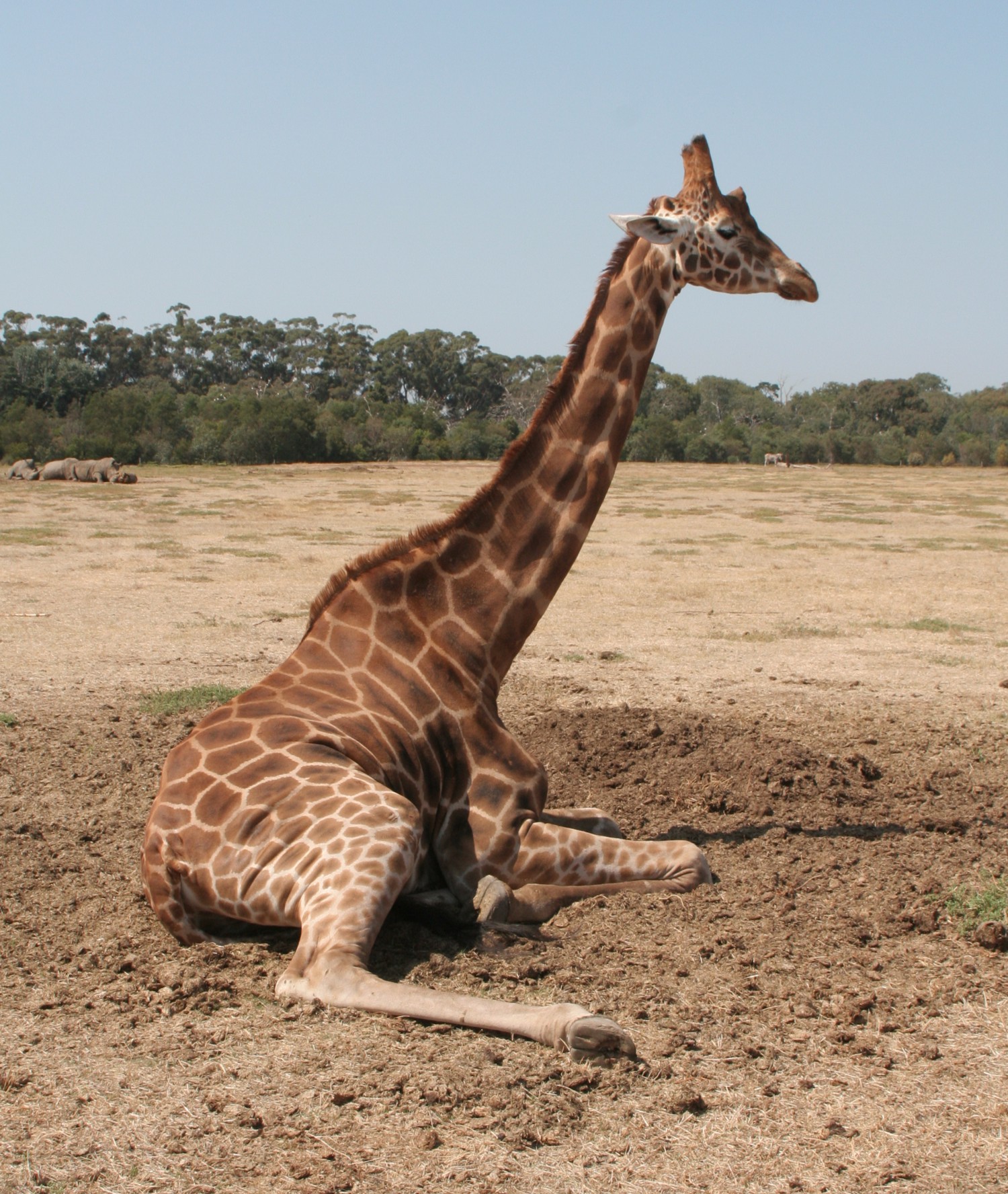 A couple of years old and five and a half meters tall