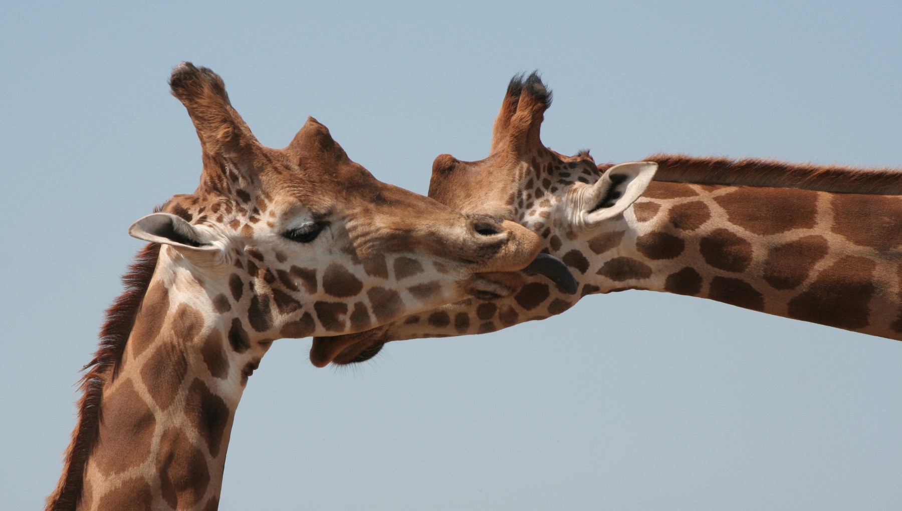 It must have been man love thursday…