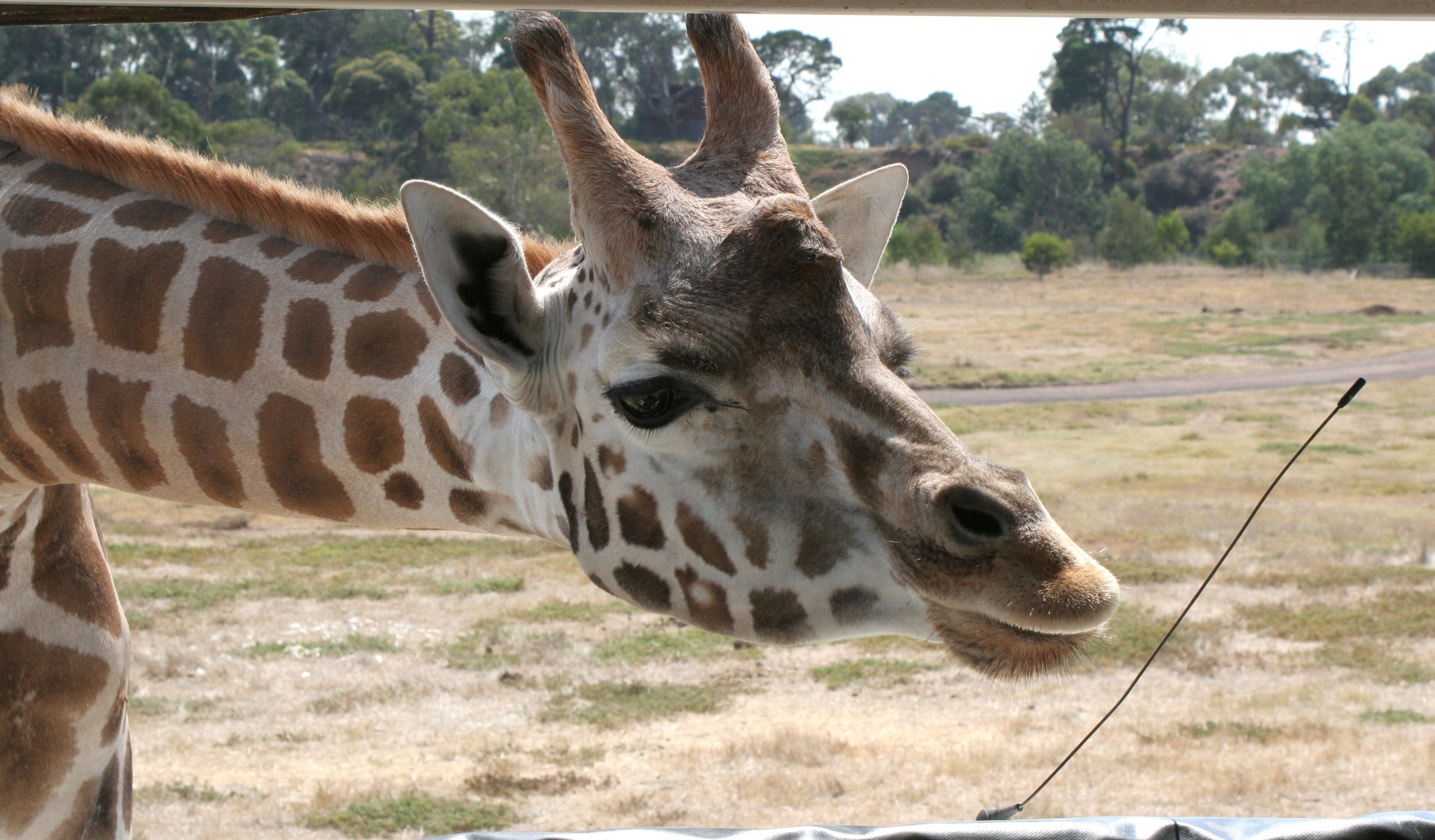 Tasty looking vine…