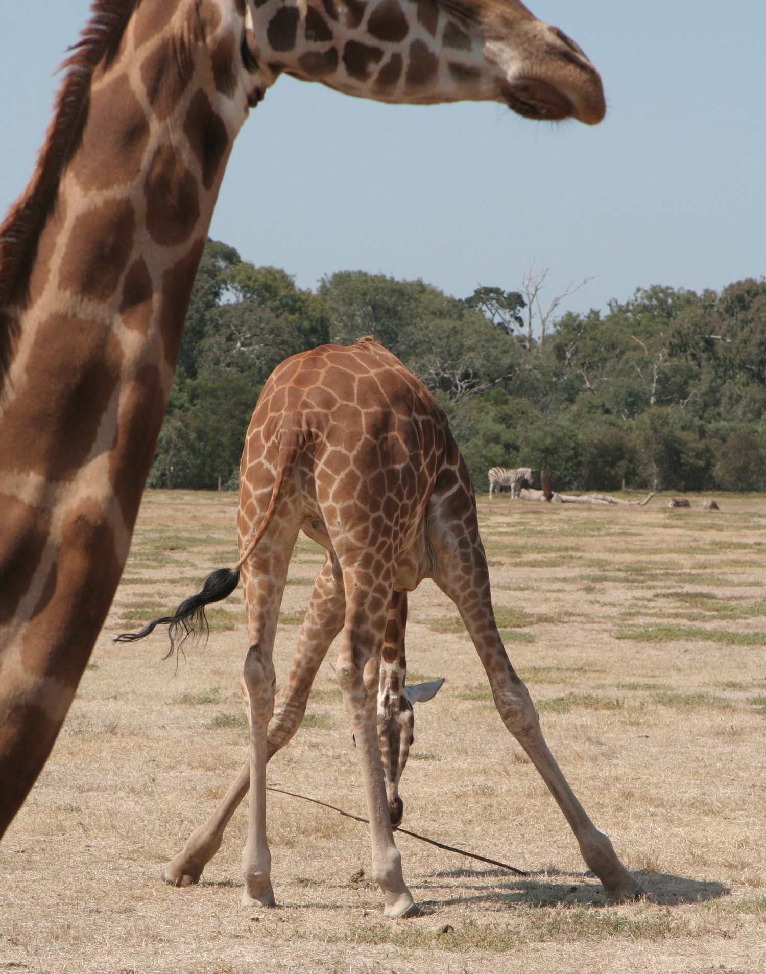 Gumby when it comes to ground level…