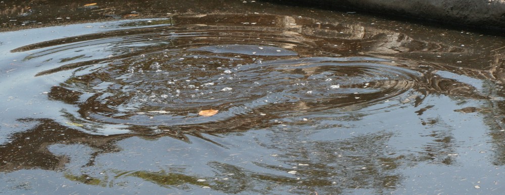 This is what you mainly see of the hippos.