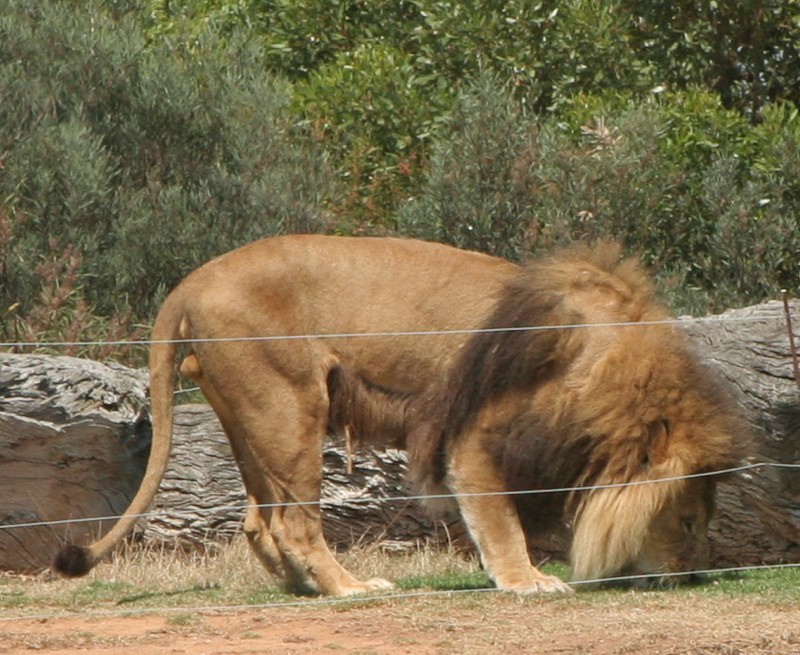 I stood around for ten minutes, and he didn’t move until I started to leave, best photo I could get. :(